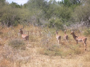 Impalas en Parque Kruger